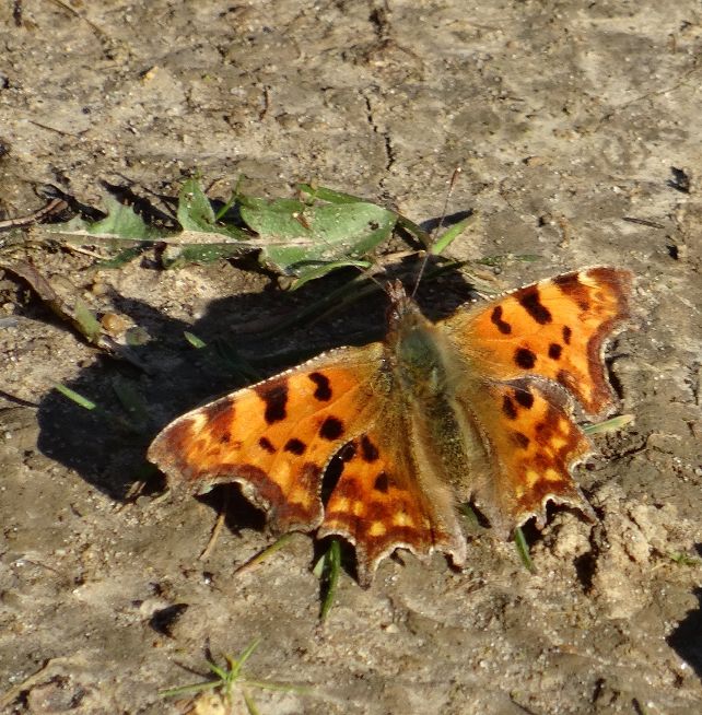 Comma Watton-at-Stone 16 Mar Comma Watton-at-Stone 16 Mar